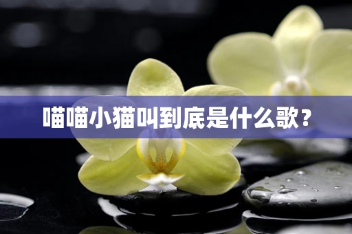 喵喵小猫叫到底是什么歌？