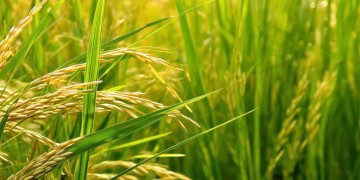 米有米有出自哪首歌？