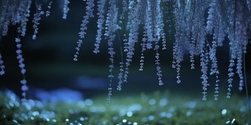 夜兰渐冷心似水究竟是哪首歌？