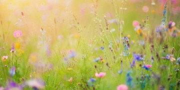 听见你的盛夏究竟是什么歌？
