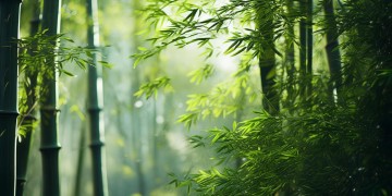 播放熊猫的英文对应什么歌呢？