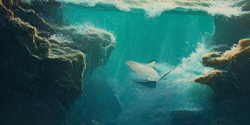 我见过大海亲吻鲨鱼出自哪首歌?