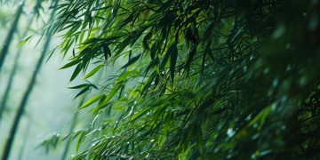 笑傲江湖决赛唱的歌究竟是什么？