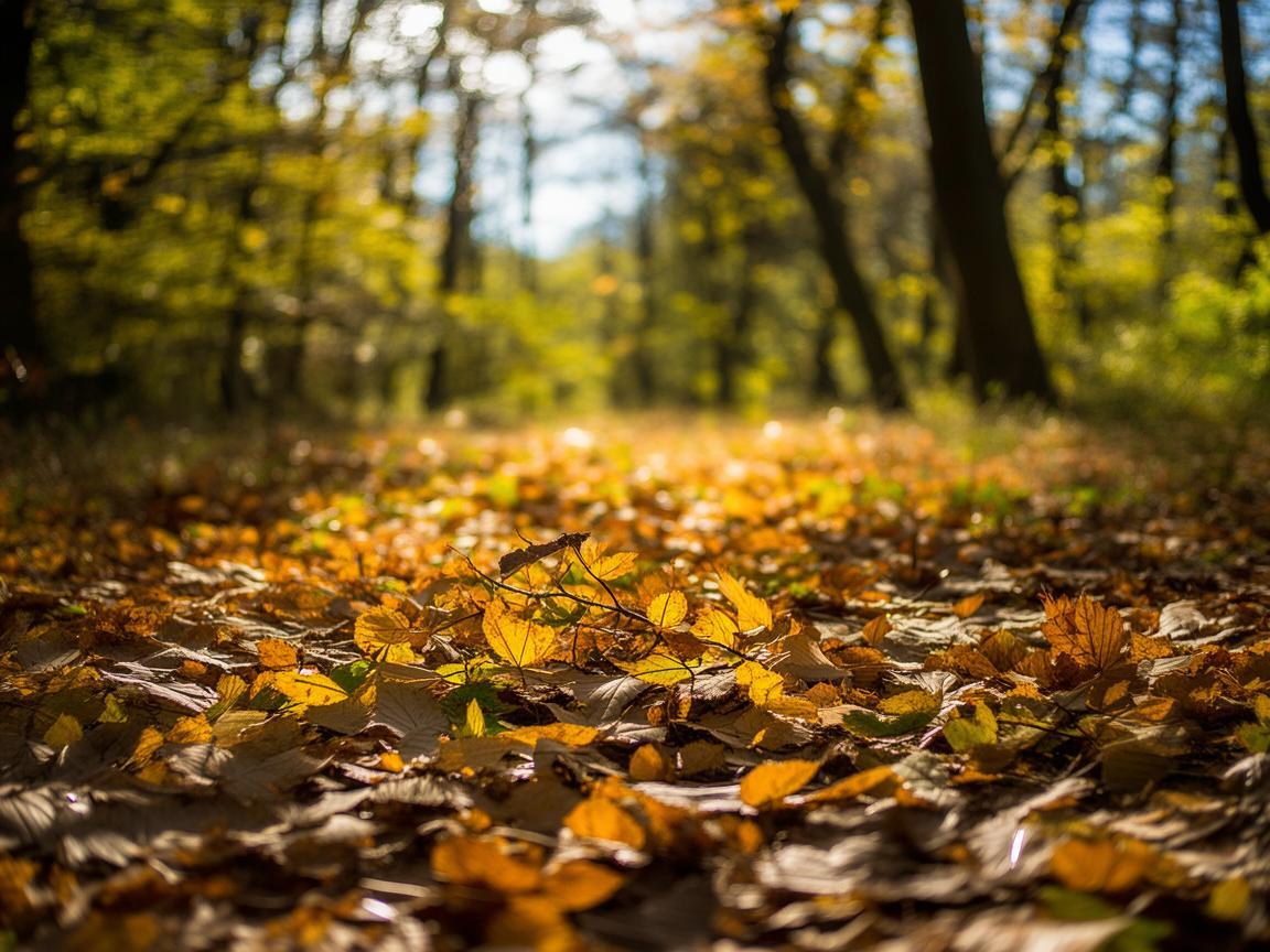 树叶发黄到底是何时的歌？